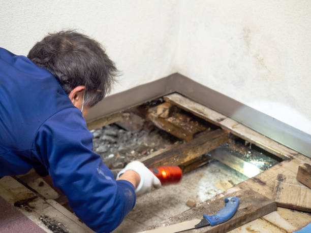 Attic Mold Removal in Ashton, ID
