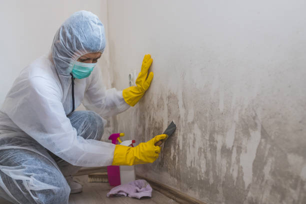 Best Mold Remediation  in Ashton, ID