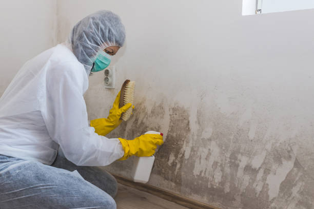Best Mold Damage Repair  in Ashton, ID