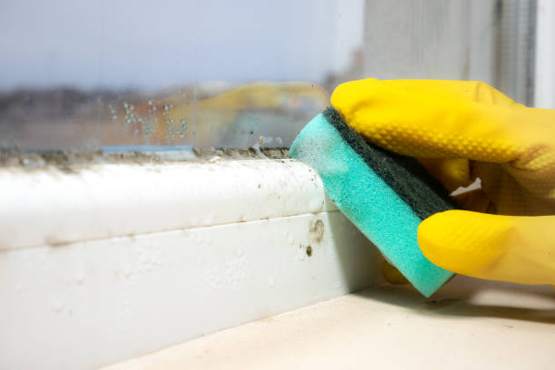 Best Professional Mold Removal  in Ashton, ID