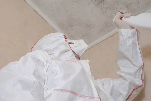 Best Emergency Mold Removal  in Ashton, ID