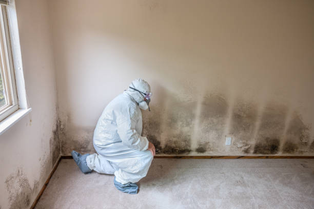Best Residential Mold Removal  in Ashton, ID