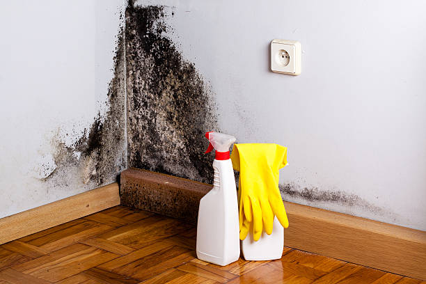 Best Office Mold Removal Services  in Ashton, ID