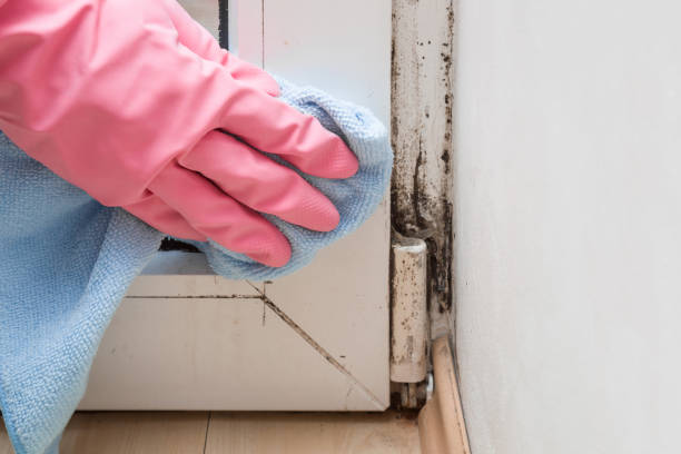 Best Mold Remediation Services  in Ashton, ID